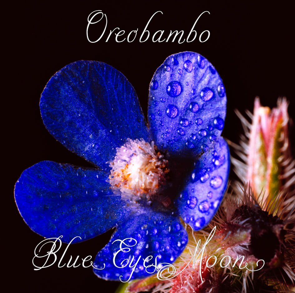 Oreobambo Blue Eyes Moon